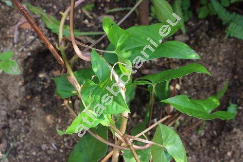 Syngonium podophyllum (Syngonium podophyllum var. albolineatum (hort.) Engl., Syngonium podophyllum 'Albolineatum', Pothos auritus Willd.)
