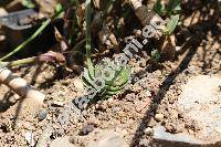 Crassula 'Buddha's Temple' (Crassula pyramidalis x Crassula perfoliata)