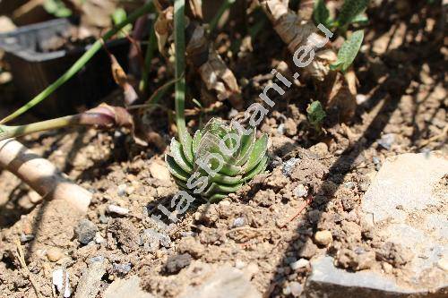 Crassula 'Buddha's Temple' (Crassula pyramidalis x Crassula perfoliata)