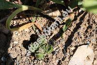 Crassula 'Buddha's Temple' (Crassula pyramidalis x Crassula perfoliata)