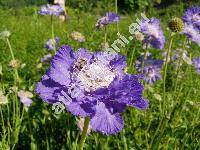 Scabiosa caucasica 'Fama Blue' (Trochocephalus caucasicus (Bieb.), Lomelosia caucasica (Bieb.) Greut. et Bur.)