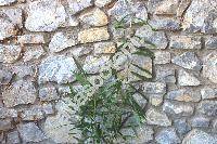 Zingiber officinale (Zingiber officinale Roscoe, Amonum angustifolium Salisb., Curcuma longifolia Wall.)
