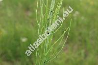 Equisetum palustre L. (Equisetum nodosum Hoppe)