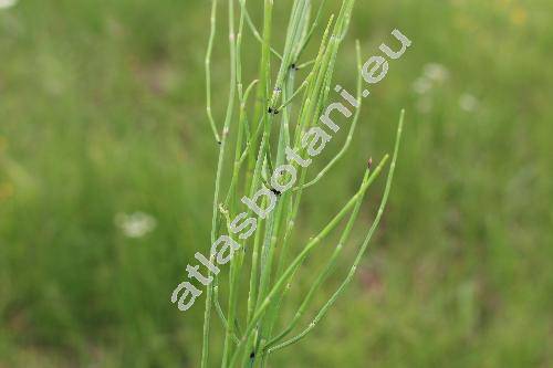 Equisetum palustre L. (Equisetum nodosum Hoppe)