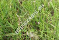 Equisetum palustre L. (Equisetum nodosum Hoppe)