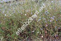 Cichorium intybus L. (Cichorium intybus subsp. intybus, Cichorium commune Pall., Cichorium hirsutum Gren., Cichorium cicorae Dum.)