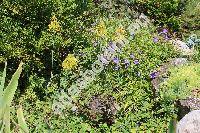 Allium flavum L. (Cepa flava (L.) Moench)