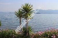Yucca gloriosa L.