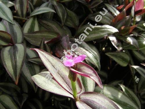 Tradescantia zebrina (Schinz) Hunt (Zebrina pendula, Tradescantia zebrina Loudl., Tradescantia zebrina Bosse)