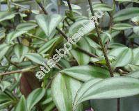 Tradescantia zebrina (Schinz) Hunt (Zebrina pendula, Tradescantia zebrina Loudl., Tradescantia zebrina Bosse)