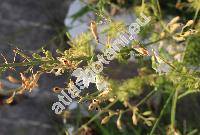 Consolida ajacis (L.) Schur. (Delphinium ajacis, Consolida ambigua  (L.) Ball et Heywood, Delphinium ambiguum L.)