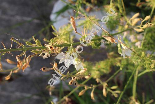 Consolida ajacis (L.) Schur. (Delphinium ajacis, Consolida ambigua  (L.) Ball et Heywood, Delphinium ambiguum L.)