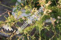 Consolida ajacis (L.) Schur. (Delphinium ajacis, Consolida ambigua  (L.) Ball et Heywood, Delphinium ambiguum L.)