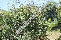 Cydonia oblonga Mill. (Pyrus cydonia L.)
