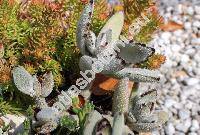 Kalanchoe tomentosa (Kalanchoe tomentosa Pek.)