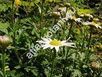 Leucanthemum paludosum (Poir.) Bonnet et Barr. (Chrysanthemum, Mauranthemum)