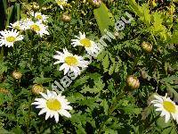 Leucanthemum paludosum (Poir.) Bonnet et Barr. (Chrysanthemum, Mauranthemum)