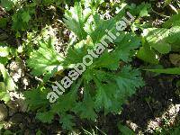 Leucanthemum paludosum (Poir.) Bonnet et Barr. (Chrysanthemum, Mauranthemum)