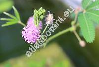 Mimosa pudica L.