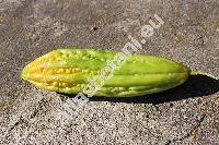 Momordica charantia L. (Cucumis intermedius Roem., Momordica chinensis Spreng., Momordica indica L.)