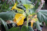 Uncarina roeoesliana (Uncarina roeoesliana Rauh)