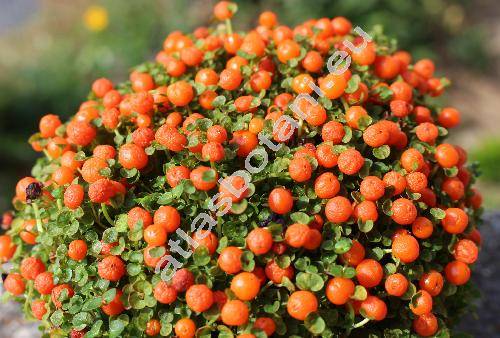 Nertera granadensis (Mutis ex L. f.) Druce (Coprosma granadensis (Mutis ex L. f.) Druce, Erythrodanum, Gomozia granadensis L. f.)