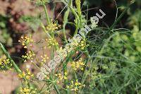 Foeniculum vulgare Mill. (Anethum foeniculum L., Meum foeniculum (L.) Spreng.)