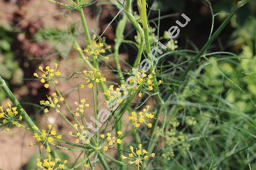 Foeniculum vulgare Mill. (Anethum foeniculum L., Meum foeniculum (L.) Spreng.)