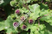 Arctium lappa L. (Lappa major Gaertn., Lappa bardana Moench, Arctium majus (Gaertn.) Bernh., Arctium vulgare (Hill) Druce Ann.)