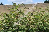 Arctium lappa L. (Lappa major Gaertn., Lappa bardana Moench, Arctium majus (Gaertn.) Bernh., Arctium vulgare (Hill) Druce Ann.)