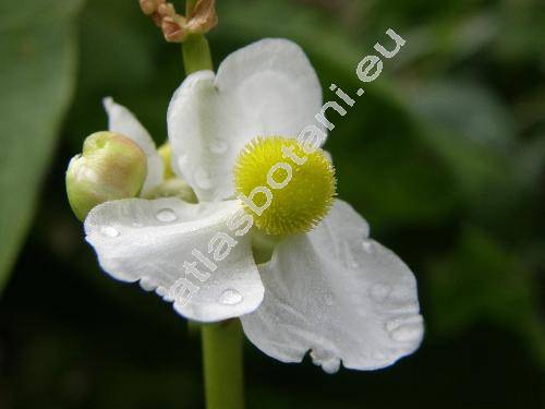 Sagittaria latifolia Willd. (Sagittaria obtusa Muhl. ex Wild., Sagittaria chinensis Pursh, Sagittaria pubescens Muhl. ex Nutt.)