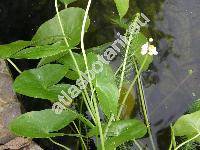 Sagittaria latifolia Willd. (Sagittaria obtusa Muhl. ex Wild., Sagittaria chinensis Pursh, Sagittaria pubescens Muhl. ex Nutt.)