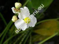Sagittaria latifolia Willd. (Sagittaria obtusa Muhl. ex Wild., Sagittaria chinensis Pursh, Sagittaria pubescens Muhl. ex Nutt.)