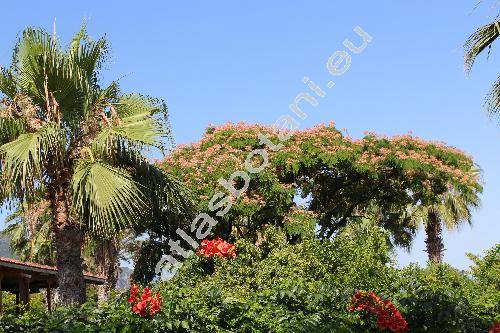 Albizia julibrissin (Willd.) Dur. (Acacia julibrissin (Dur.) Willd., Mimosa julibrissin Scop.)