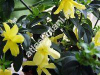 Jasminum mesnyi Hance (Jasminum 'Mesnyi' , Jasminum primulinum Hemsl.)