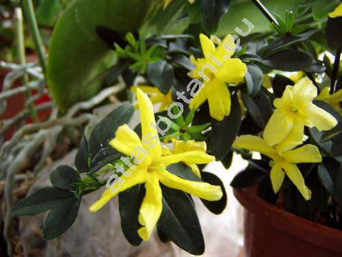 Jasminum mesnyi Hance (Jasminum 'Mesnyi' , Jasminum primulinum Hemsl.)