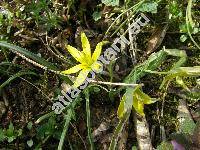 Gagea lutea (L.) Ker Gawl. (Ornithogalum luteum L.)