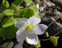 Oxalis acetosella L.