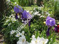 Iris germanica L. (Iris xgermanica L.)
