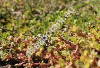 Polygonum arenastrum Bor. (Polygonum aviculare  subsp. depressum (Meissner) Arcang., Polygonum calcatum Lindman, Polygonum aviculare agg.)