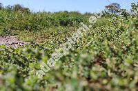 Polygonum arenastrum Bor. (Polygonum aviculare  subsp. depressum (Meissner) Arcang., Polygonum calcatum Lindman, Polygonum aviculare agg.)