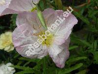 Oenothera speciosa 'Evening Primrose' (Oenothera speciosa Nutt., Hartmannia speciosa Nutt., Xylopleurum drummondii Spach, Xylopleurum nuttallii Spach)