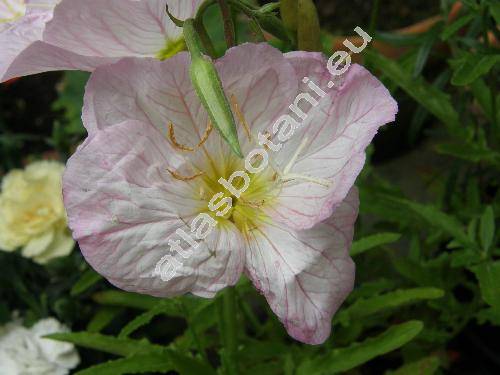 Oenothera speciosa 'Evening Primrose' (Oenothera speciosa Nutt., Hartmannia speciosa Nutt., Xylopleurum drummondii Spach, Xylopleurum nuttallii Spach)