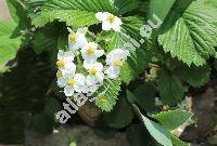 Fragaria moschata (Duchesne) Weston (Fragaria elatior (Thuill.) Ehrh.)