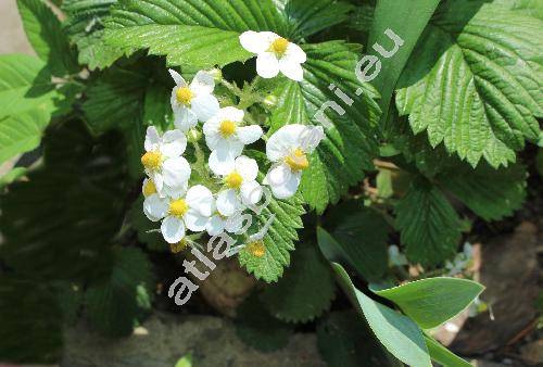 Fragaria moschata (Duchesne) Weston (Fragaria elatior (Thuill.) Ehrh.)