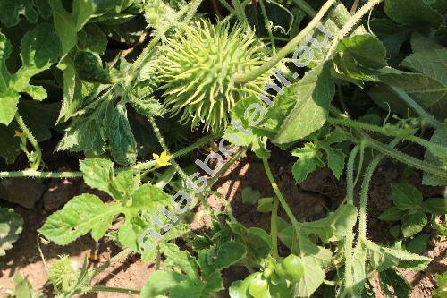 Cucumis anguria L.