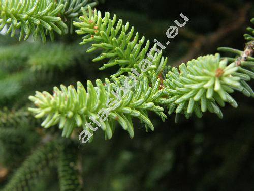 Abies pinsapo Boiss.