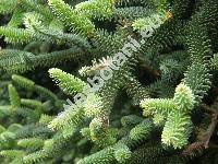 Abies pinsapo Boiss.
