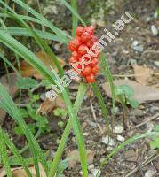 Arum maculatum L.