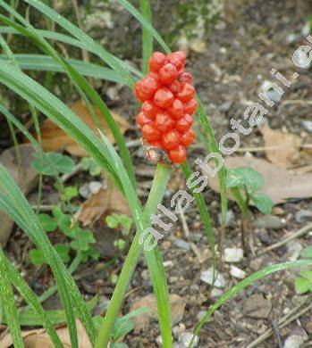 Arum maculatum L.